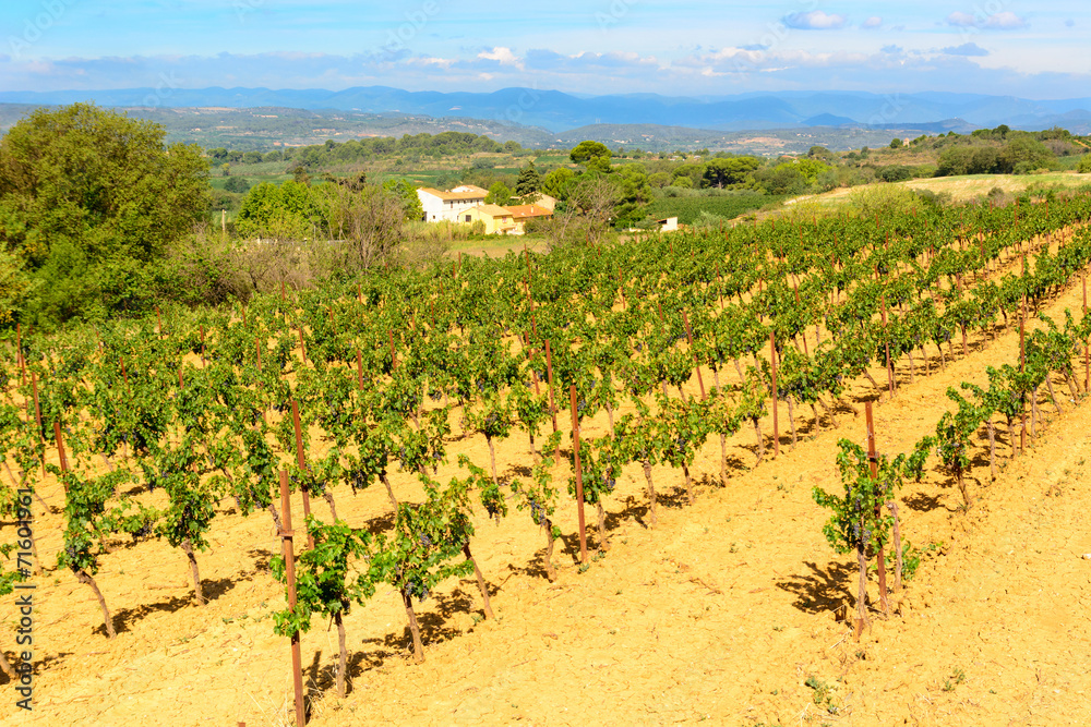 Languedoc Roussillon  vineyards around Beziers Herault France