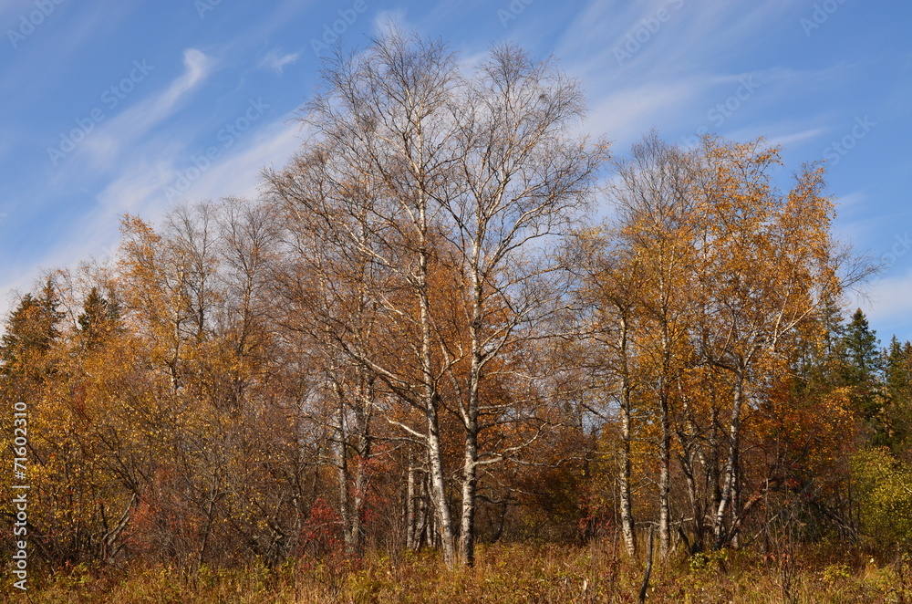 Fototapeta premium Опали листья