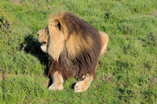 Kalahari lion showing mane