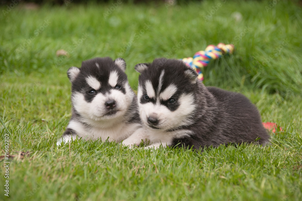 Husky Geschwister Husky Geschwister