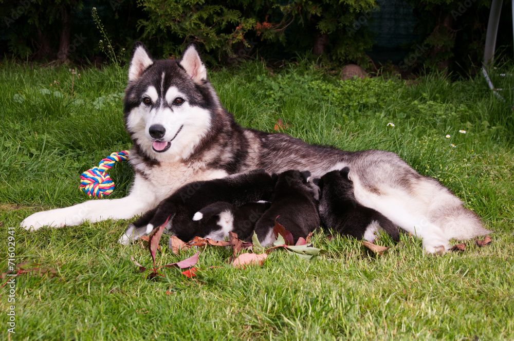 Husky Welpen mit Mutter Husky Welpen mit Mutter