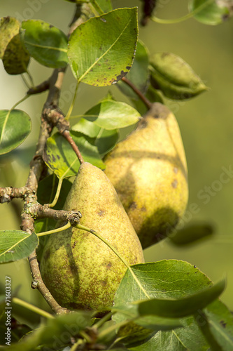 Yellow pears