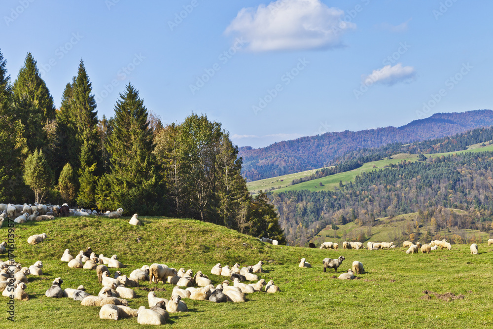 Herd of sheep grazing on lush mountain meadow