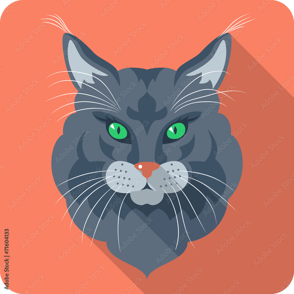 Cat Maine Coon (American Longhair) icon flat design