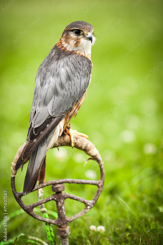 Common Kestrel - Falco tinnunculus Common Kestrel - Falco tinnunculus