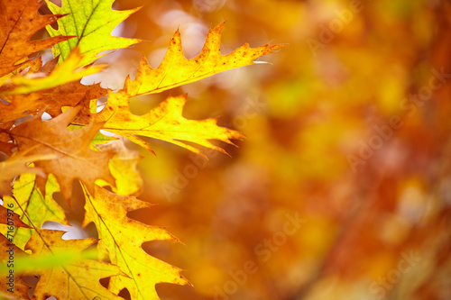 Abstract foliage background  beautiful tree branch in autumnal f