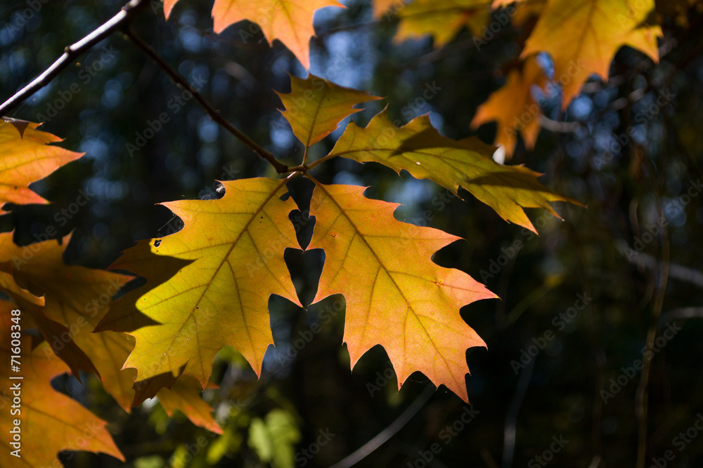 Fototapeta premium Желтые листья