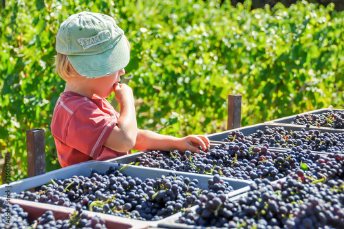 vignoble vendanges photo