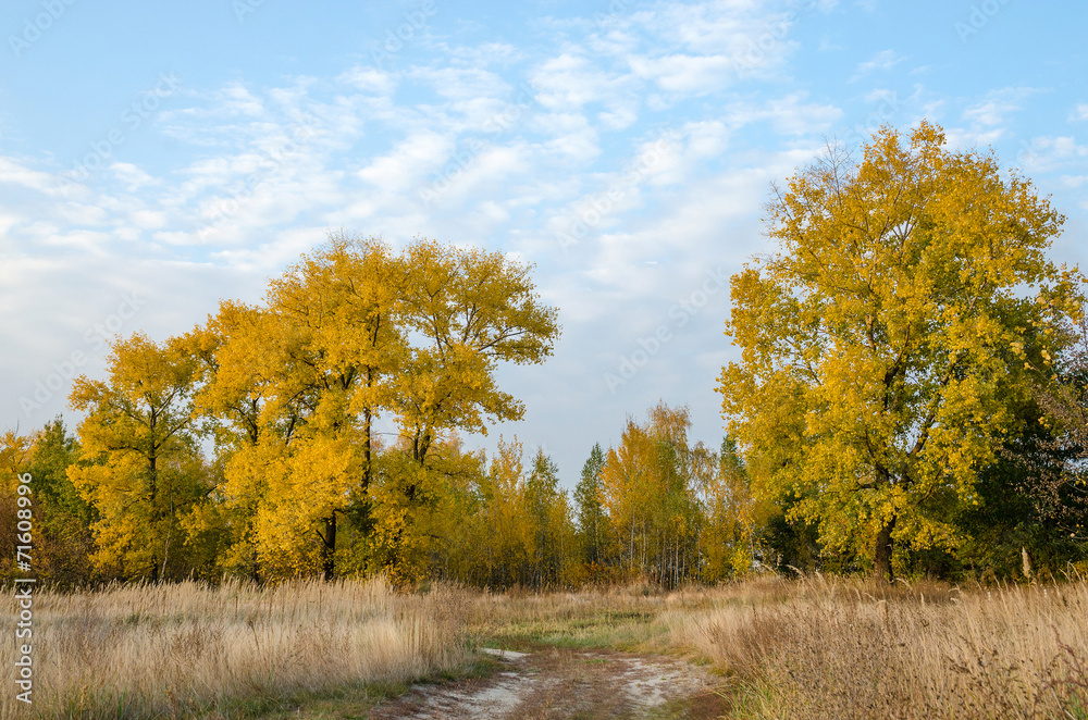 Autumn landscape