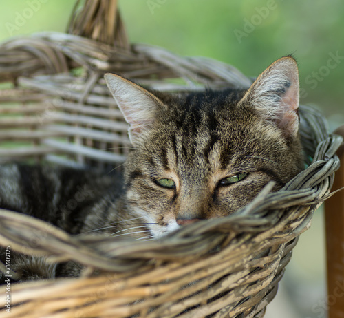 Chat dans un panier