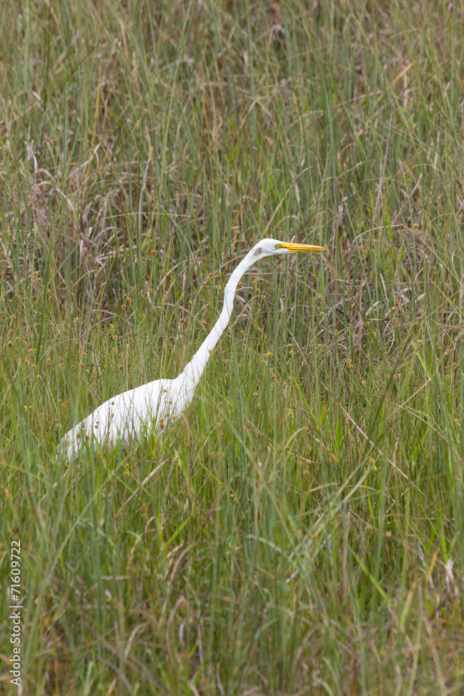 Fototapeta premium Great Egret