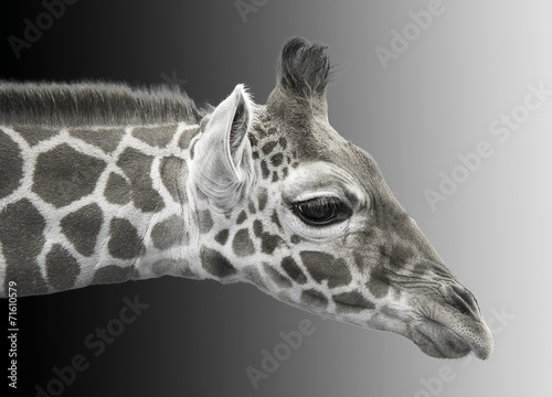 Black and white image of a young giraffe