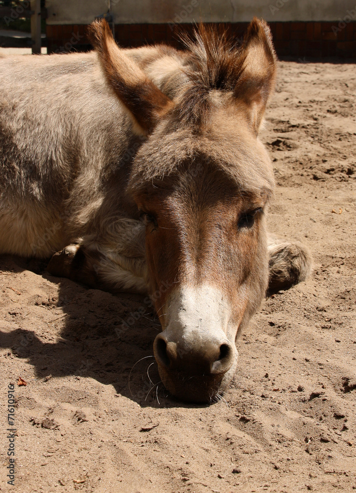 Fototapeta premium Liegender Esel