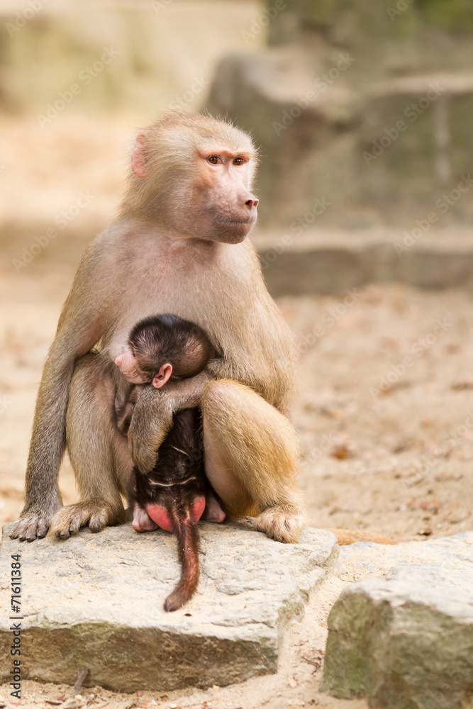 Adult hamadryas baboon with baby Adult hamadryas baboon with baby