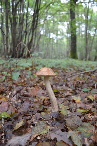 Champignon cèpe forêt