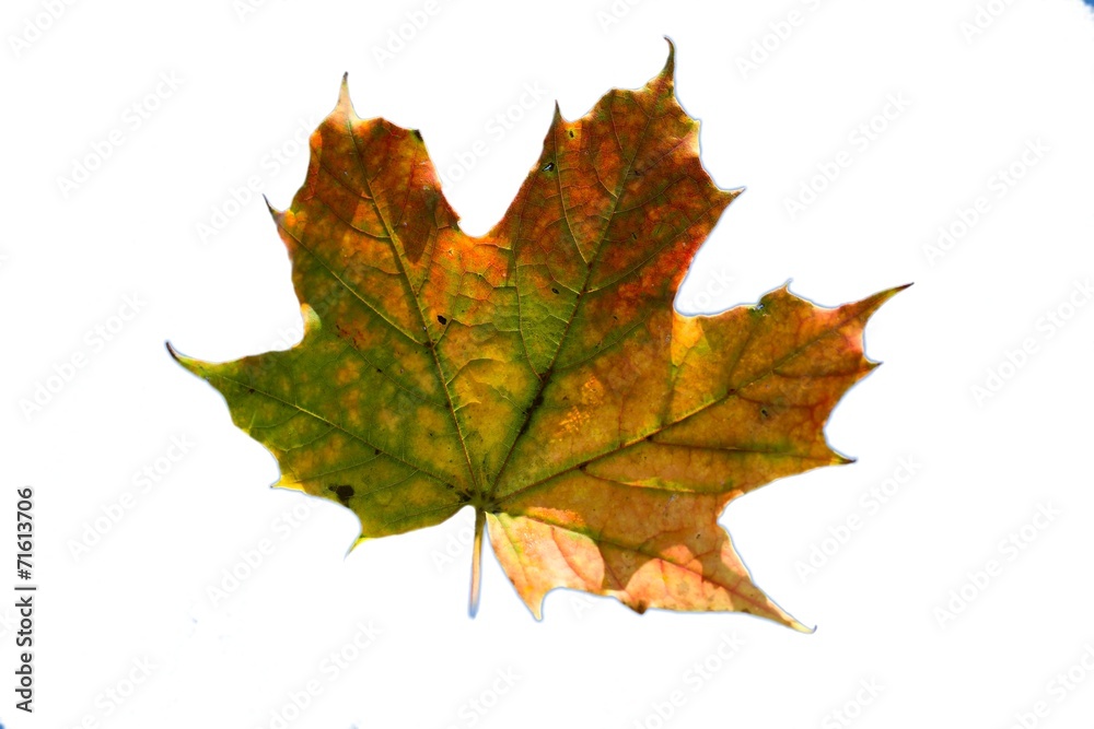 Fall Leaf Fall Leaf