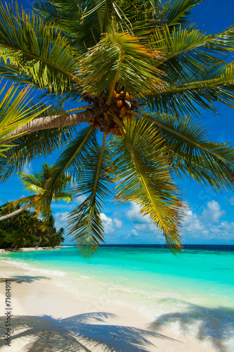 Rest in Paradise - Malediven - Palme, Palmenschatten, Himmel und