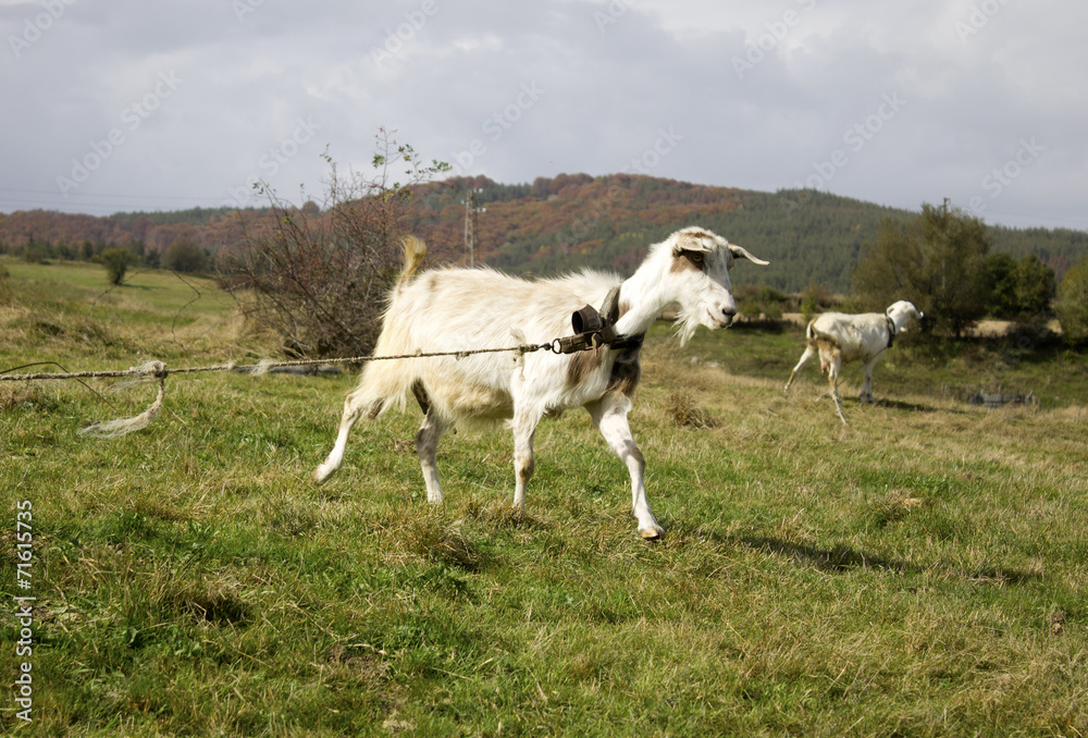Obraz premium Goat