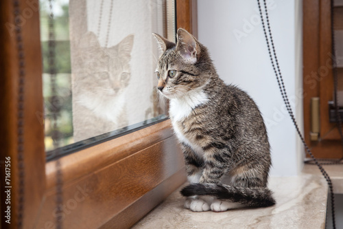 Small grey pet kitten indoor with reflection
