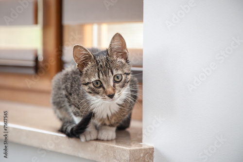 Small grey pet kitten playing indoor