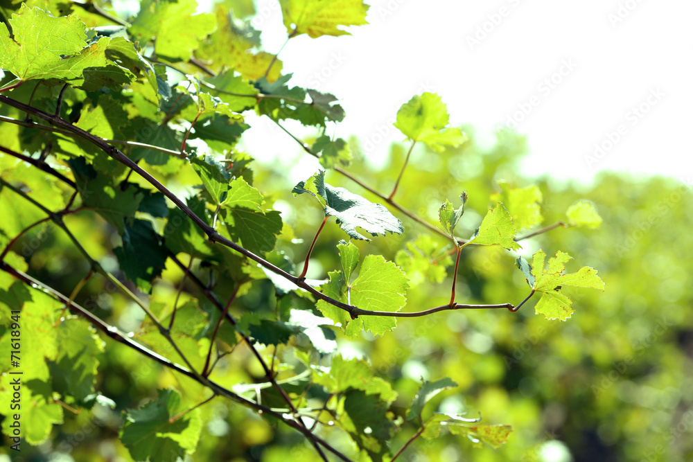Grape leaves and sun beams Grape leaves and sun beams