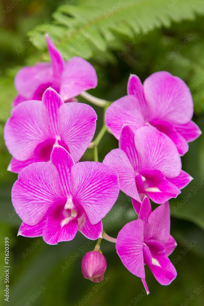 Orchids Orchids