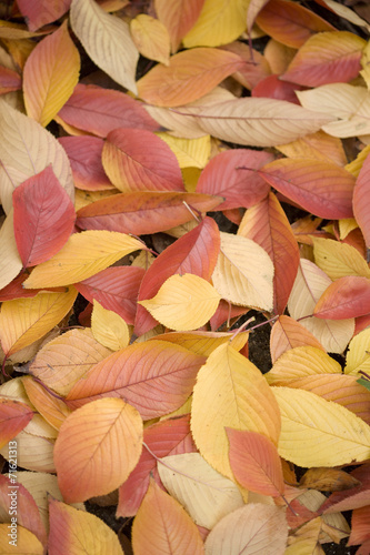 紅葉したサクラの葉