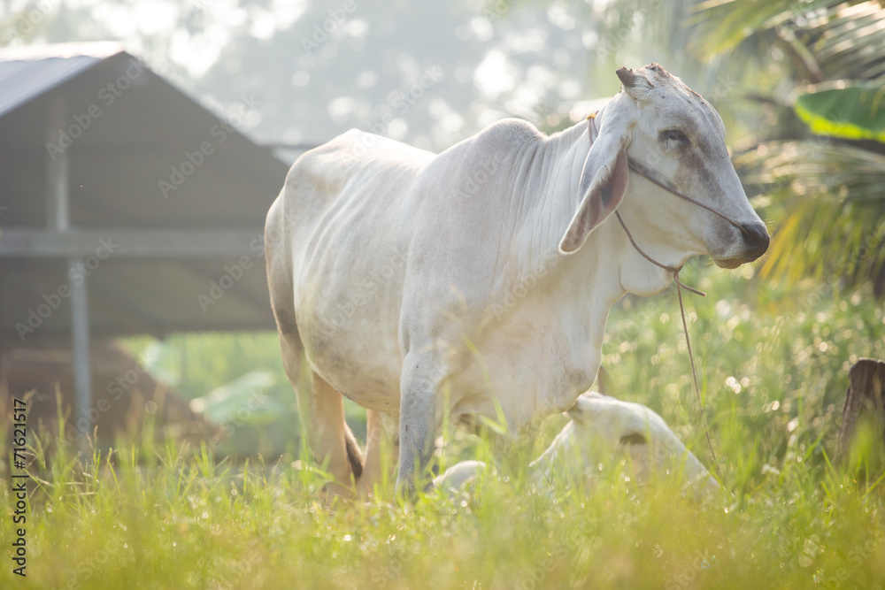Fototapeta premium cows graze