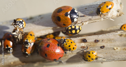 many ladybugs on a branch