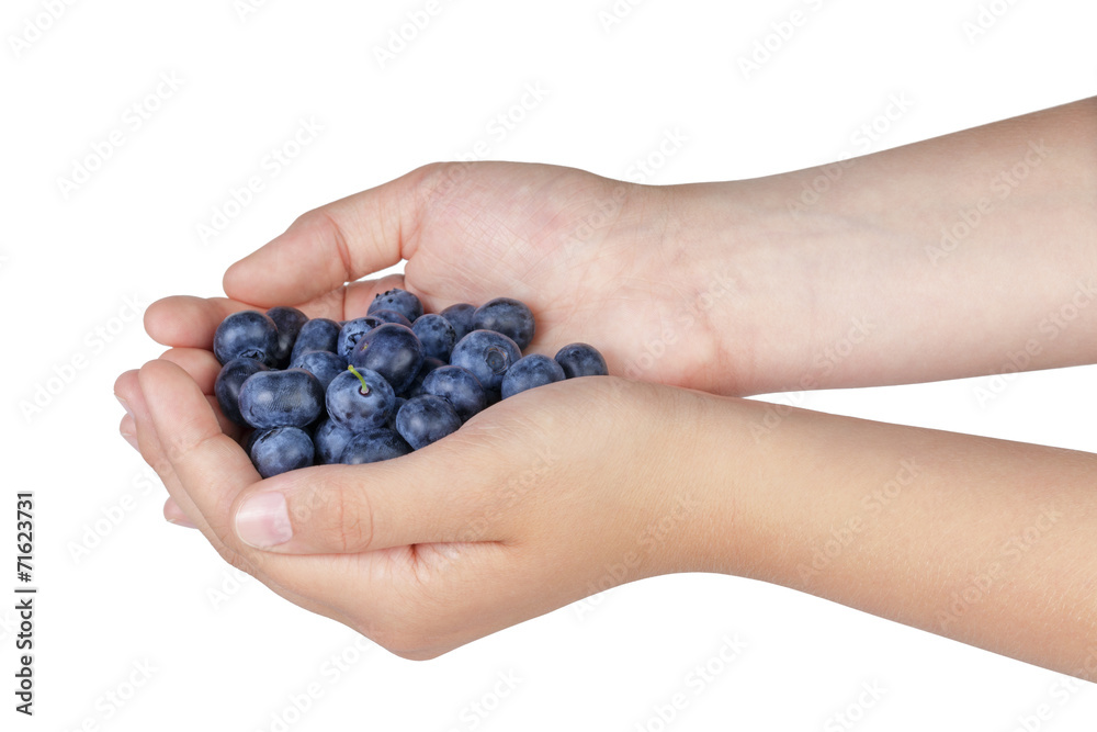 female teen hands holding ripe blueberries female teen hands holding ripe blueberries