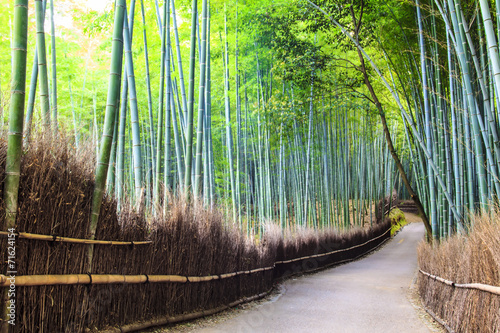 The Bamboo Grove in Arashiyama