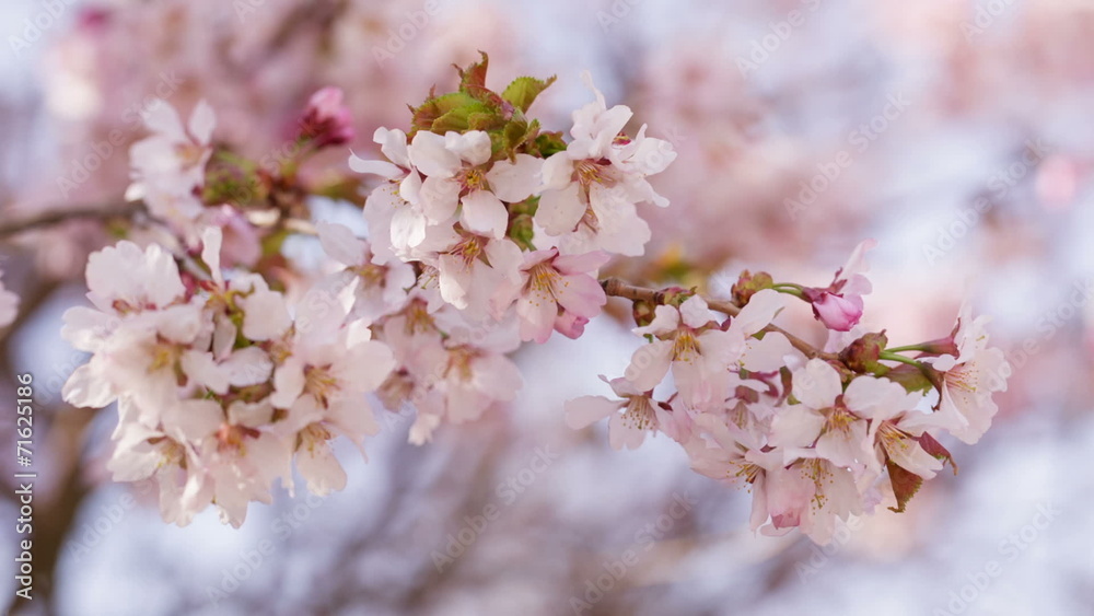 close up video of sakura cherry blossom, made from raw video close up video of sakura cherry blossom, made from raw video