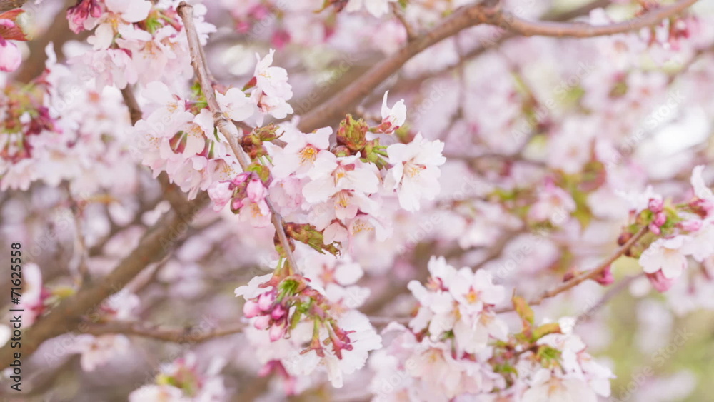 close up video of sakura cherry blossom, made from raw video close up video of sakura cherry blossom, made from raw video