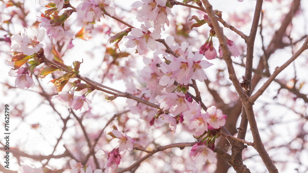 close up video of sakura cherry blossom, made from raw video close up video of sakura cherry blossom, made from raw video