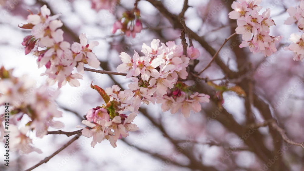 close up video of sakura cherry blossom, made from raw video close up video of sakura cherry blossom, made from raw video