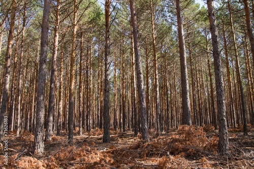 Bosque de Pino silvestre. Pinus sylvestris.