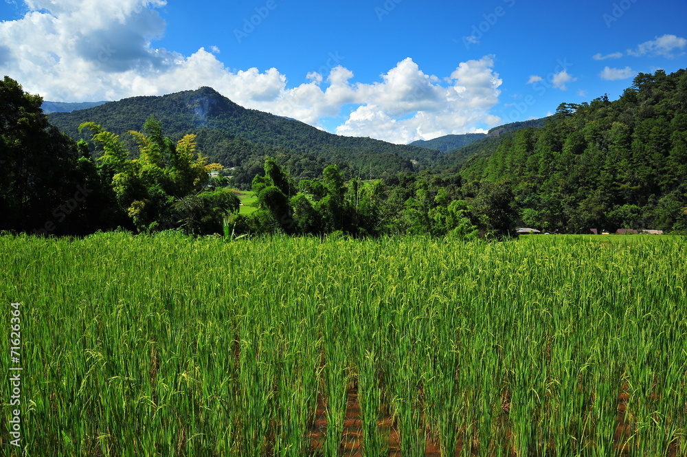 Rice Paddy Fields Rice Paddy Fields