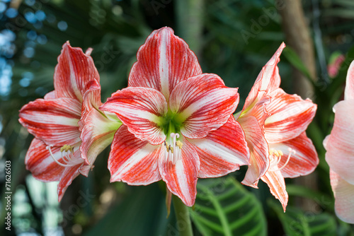 Beautiful large lily flowers in nature
