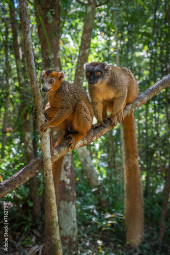 Brown Lemur of Madagascar