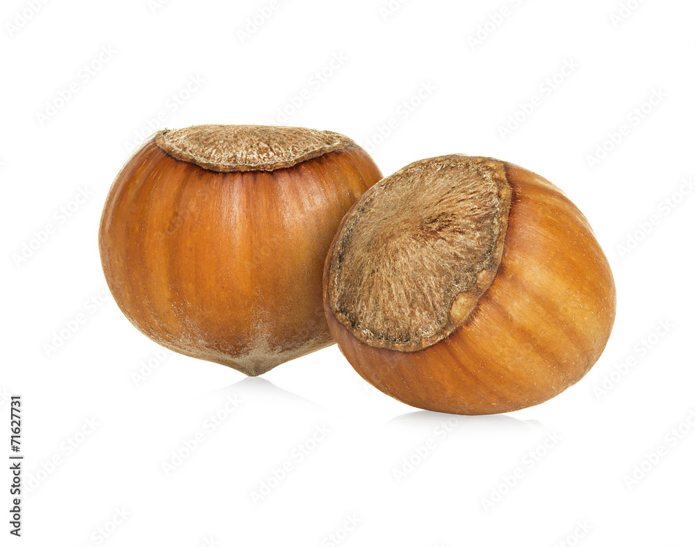 Hazelnuts isolated on a white background Hazelnuts isolated on a white background