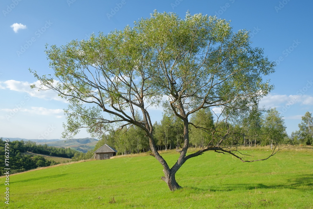 Tree In Field, Serbia