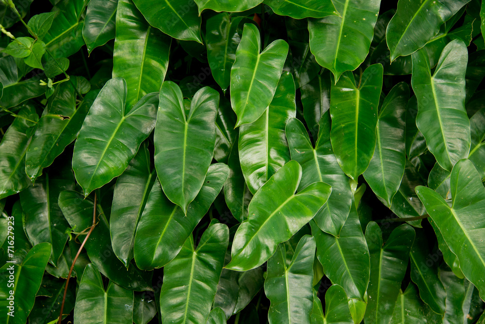 Green leaf ivy texture Green leaf ivy texture