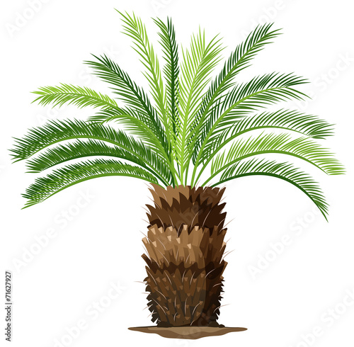 A topview of a sago palm plant