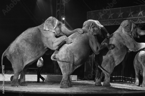 Photography circus elephant