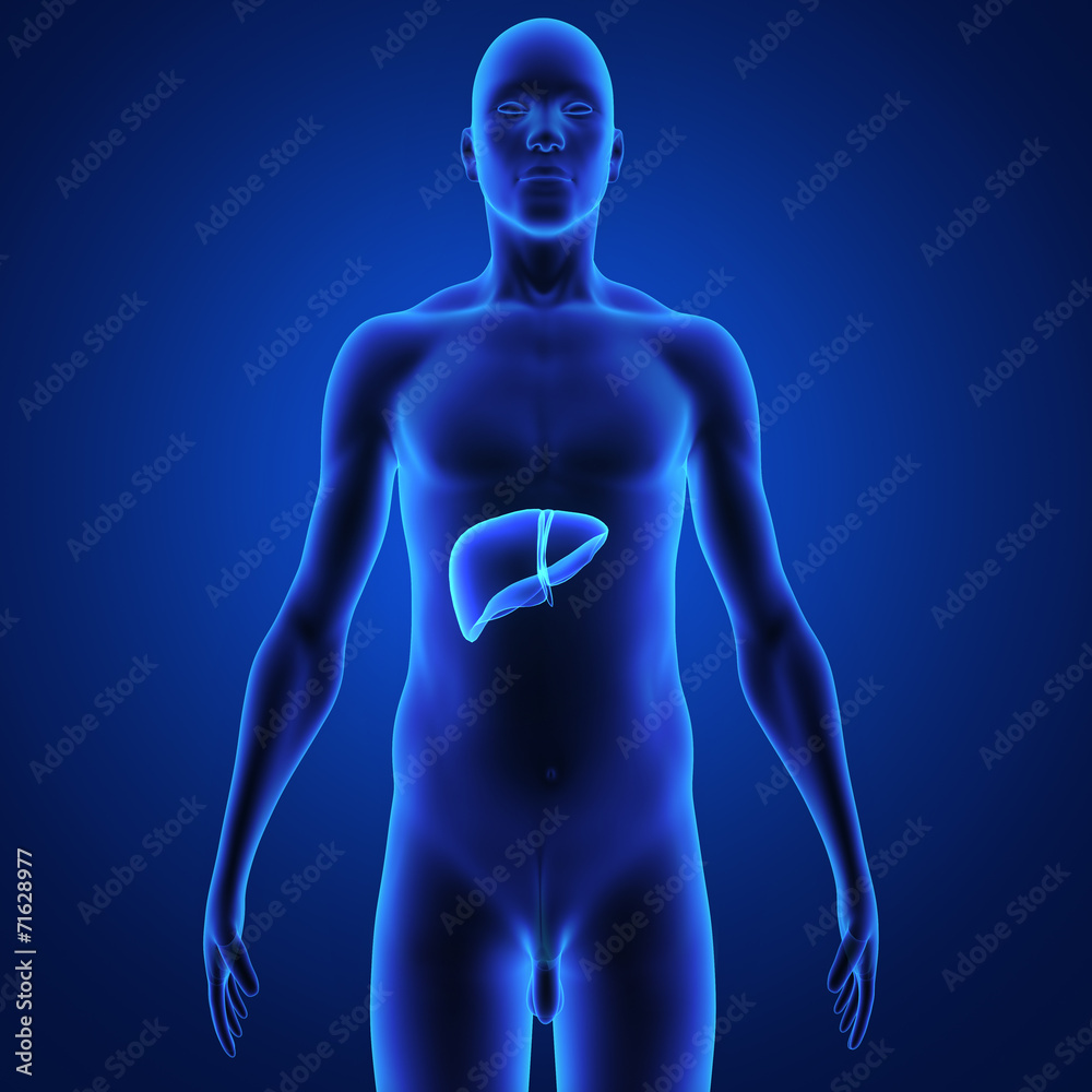 Liver Liver