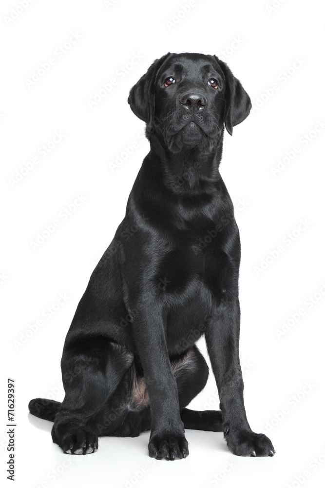 Black Labrador puppy