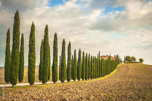 Tuscan cypress trees on the way home