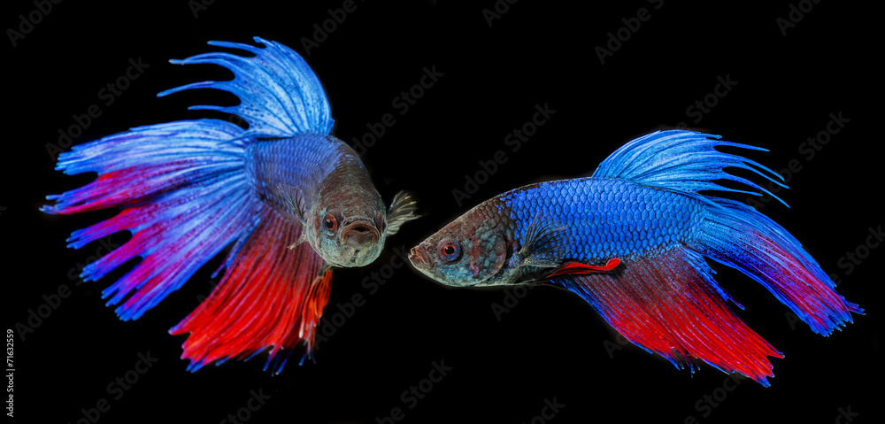 Obraz premium Betta splendens - siamese fighting fish on a black background