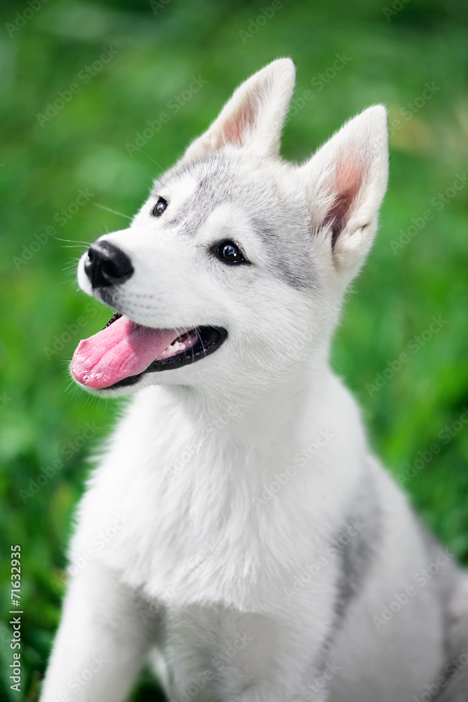Puppy of Siberian husky sit on green grass background Puppy of Siberian husky sit on green grass background