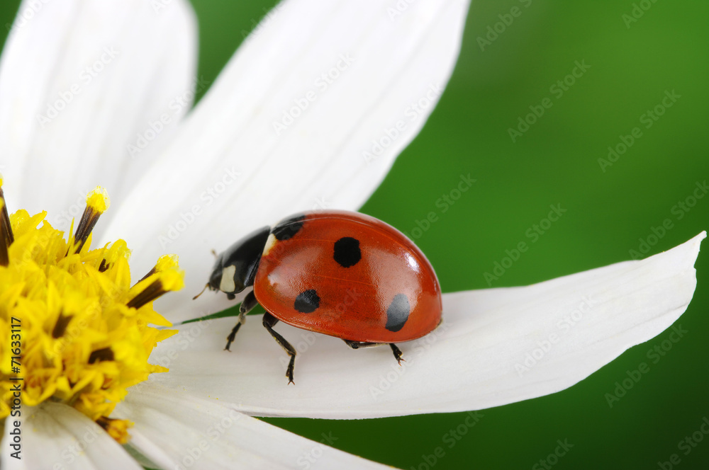 Obraz premium ladybug